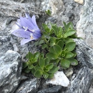 Photographie n°2219016 du taxon Campanula cenisia L. [1763]