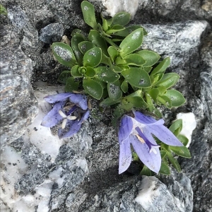 Photographie n°2219017 du taxon Campanula cenisia L. [1763]