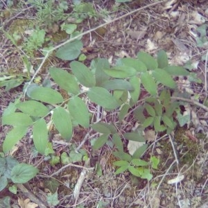 Photographie n°2219082 du taxon Polygonatum odoratum (Mill.) Druce [1906]