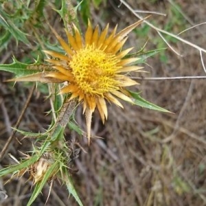 Photographie n°2219093 du taxon Carlina corymbosa L. [1753]