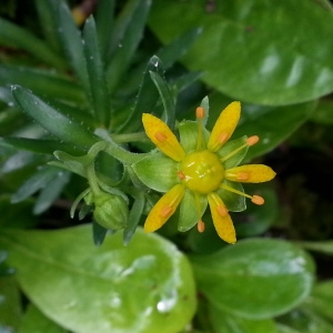 Photographie n°2219119 du taxon Saxifraga aizoides L.