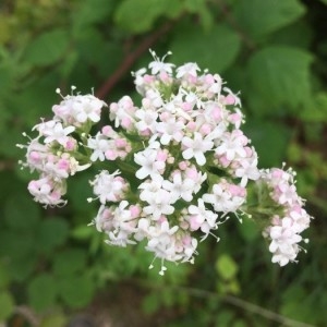 Photographie n°2219128 du taxon Valeriana officinalis L. [1753]