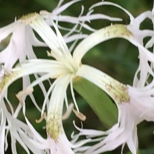 Photographie n°2219138 du taxon Dianthus superbus L. [1755]