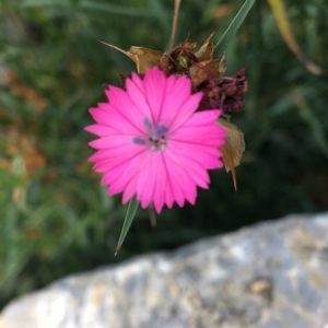 Photographie n°2219196 du taxon Dianthus carthusianorum L. [1753]