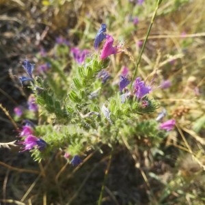 Photographie n°2219199 du taxon Echium vulgare L. [1753]