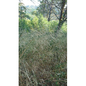 Panicum virgatum L. (Millet dressé)