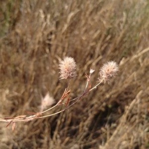 Photographie n°2219227 du taxon Trifolium arvense L. [1753]