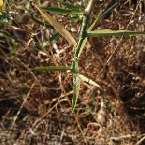 Photographie n°2219232 du taxon Chondrilla juncea L. [1753]