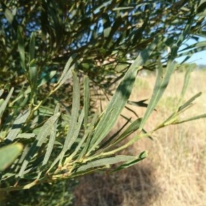 Photographie n°2219241 du taxon Acacia retinodes Schltdl. [1847]