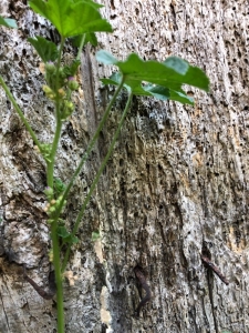 Jacky JOUSSON, le 26 juillet 2018 (Triac-Lautrait)