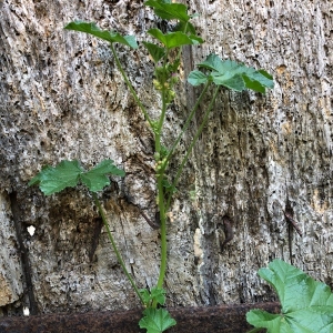  - Malva pusilla Sm. [1795]