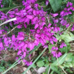 Photographie n°2219292 du taxon Erica cinerea L. [1753]