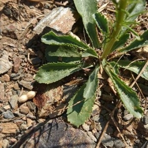 Photographie n°2219306 du taxon Anarrhinum bellidifolium (L.) Willd. [1800]