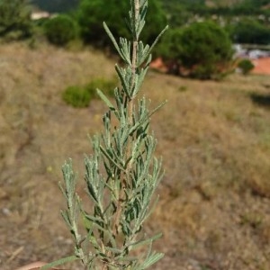 Photographie n°2219318 du taxon Lavandula stoechas L. [1753]