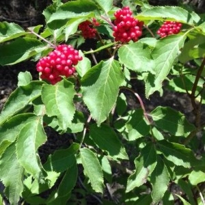 Photographie n°2219360 du taxon Sambucus racemosa L. [1753]