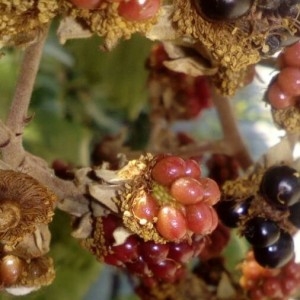  - Rubus ulmifolius Schott [1818]