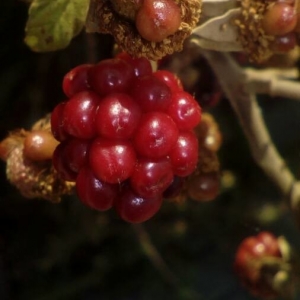 Photographie n°2219364 du taxon Rubus ulmifolius Schott [1818]