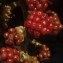  La Spada Arturo - Rubus ulmifolius Schott [1818]