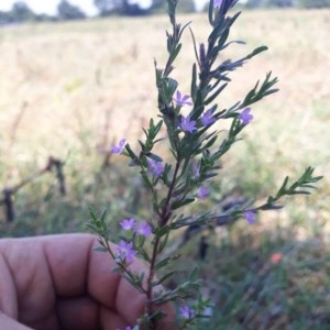 Photographie n°2219379 du taxon Lythrum hyssopifolia L. [1753]