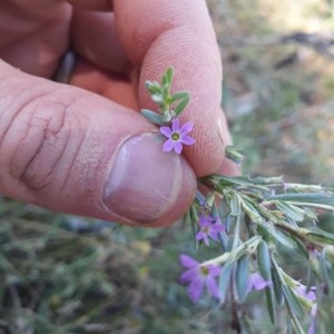 Photographie n°2219380 du taxon Lythrum hyssopifolia L. [1753]
