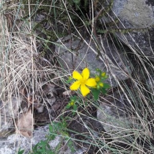Photographie n°2219437 du taxon Hypericum perforatum L. [1753]