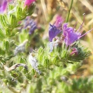 Photographie n°2219562 du taxon Echium vulgare L. [1753]