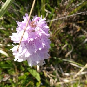 Photographie n°2219582 du taxon Traunsteinera globosa (L.) Rchb. [1842]