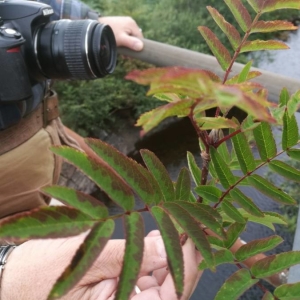 Photographie n°2219585 du taxon Sorbus aucuparia L. [1753]