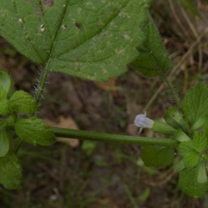  - Melissa officinalis subsp. altissima (Sm.) Arcang. [1894]