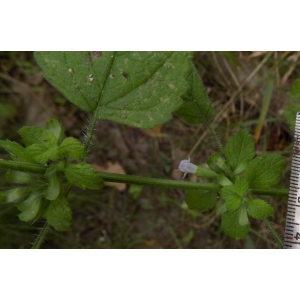 Melissa officinalis subsp. altissima (Sm.) Arcang. (Grande Mélisse)