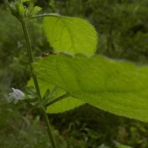  - Melissa officinalis subsp. altissima (Sm.) Arcang. [1894]