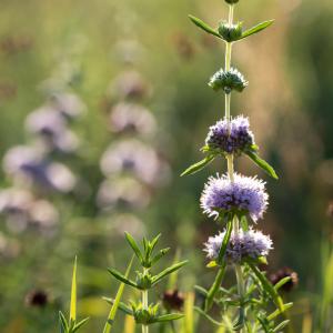 Photographie n°2219622 du taxon Mentha cervina L. [1753]