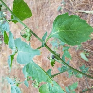 Photographie n°2219626 du taxon Solanum americanum Mill. [1768]