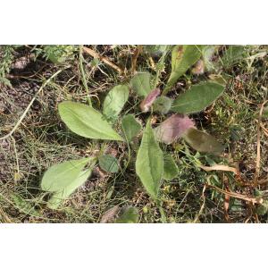 Hieracium sabinum Sebast. & Mauri (Épervière)