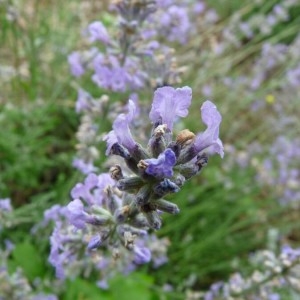 Photographie n°2219696 du taxon Lavandula angustifolia Mill. [1768]
