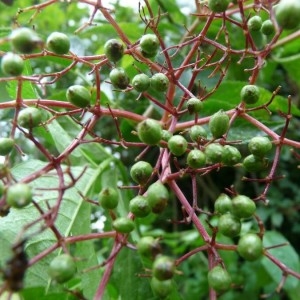 Photographie n°2219700 du taxon Sambucus nigra L. [1753]