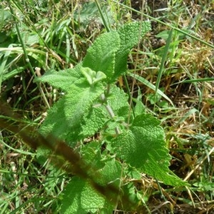 Photographie n°2219710 du taxon Teucrium scorodonia L. [1753]