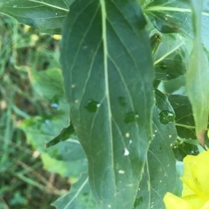 Photographie n°2219715 du taxon Oenothera biennis L. [1753]