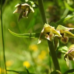 Photographie n°2219724 du taxon Epipactis helleborine (L.) Crantz [1769]