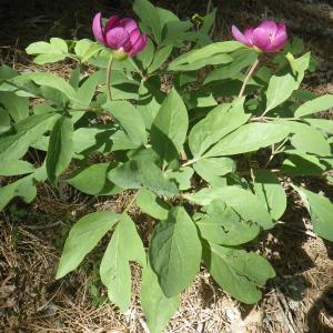 Photographie n°2219748 du taxon Paeonia mascula (L.) Mill. [1768]