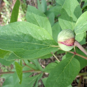 Photographie n°2219762 du taxon Paeonia mascula (L.) Mill. [1768]