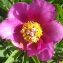  Liliane Roubaudi - Paeonia mascula (L.) Mill. [1768]