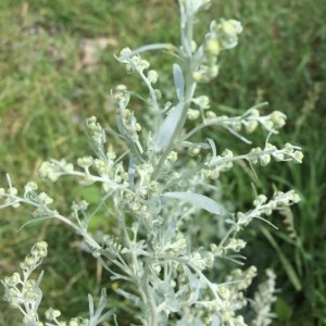 Photographie n°2219782 du taxon Artemisia absinthium L. [1753]