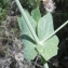  Liliane Roubaudi - Pisum sativum subsp. biflorum (Raf.) Soldano [1992]