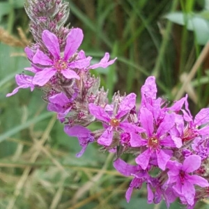 Photographie n°2219867 du taxon Lythrum salicaria L.