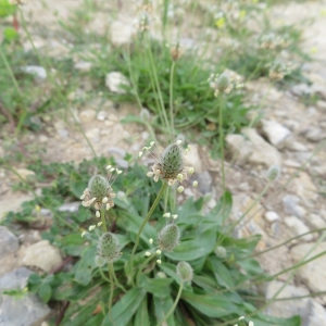 Photographie n°2219987 du taxon Plantago lagopus L.