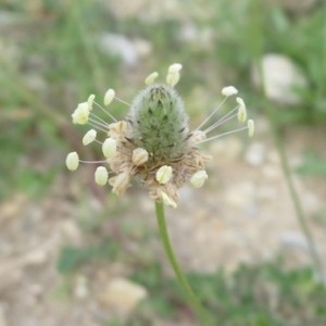 Photographie n°2219988 du taxon Plantago lagopus L.