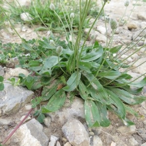 Photographie n°2219989 du taxon Plantago lagopus L.