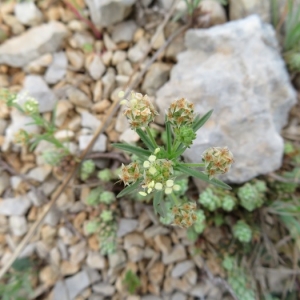 Photographie n°2219994 du taxon Plantago afra L.