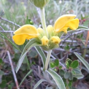 Photographie n°2219997 du taxon Phlomis lychnitis L. [1753]